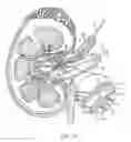Fig. 17 - RENAL ABLATION AND VISUALIZATION SYSTEM AND METHOD WITH COMPOSITE ANATOMICAL DISPLAY IMAGE