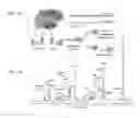 Fig. 02 - Method of identifying epileptic brain regions