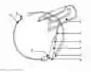 Fig. 01 - Corrector for Double Chin and Cervical Vertebrae