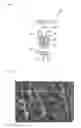 Fig. 02 - STACKED BODY AND SHEET FOR APPLICATION TO SKIN