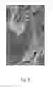 Fig. 03 - Skin mimicking emulsion