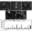 Fig. 01 - Target-specific delivery of therapeutic agents