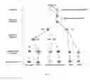 Fig. 02 - Transient protection of normal cells during chemotherapy
