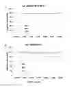 Fig. 07 - Histone Acetyltransferase Activators and Uses Thereof