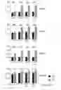 Fig. 41 - TOLEROGENIC DENDRITIC CELLS, METHODS OF PRODUCING THE SAME, AND USES THEREOF