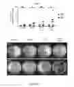 Fig. 46 - TOLEROGENIC DENDRITIC CELLS, METHODS OF PRODUCING THE SAME, AND USES THEREOF