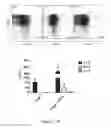 Fig. 57 - TOLEROGENIC DENDRITIC CELLS, METHODS OF PRODUCING THE SAME, AND USES THEREOF