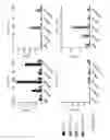 Fig. 70 - TOLEROGENIC DENDRITIC CELLS, METHODS OF PRODUCING THE SAME, AND USES THEREOF