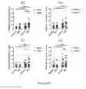 Fig. 79 - TOLEROGENIC DENDRITIC CELLS, METHODS OF PRODUCING THE SAME, AND USES THEREOF