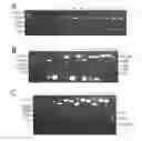 Fig. 01 - Agents and compositions for eliciting an immune response