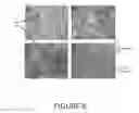 Fig. 09 - Agents and compositions for eliciting an immune response