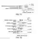 Fig. 21 - Methods and compositions for identifying and treating subjects at risk for checkpoint blockade therapy associated colitis