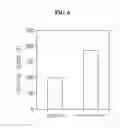 Fig. 07 - Method of using composition containing Thunb. extract as active ingredient for prevention and treatment of bone diseases