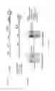 Fig. 02 - LISTERIA-BASED IMMUNOTHERAPY AND METHODS OF USE THEREOF