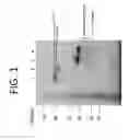 Fig. 02 - IMMUNOGENIC COMPOSITIONS