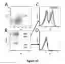 Fig. 22 - Immunogenic construct comprising an EBV-cell antigen and a targeting moiety and applications thereof