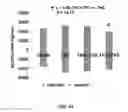 Fig. 49 - Compositions and methods for increasing efficiency of cardiac metabolism