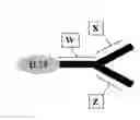 Fig. 08 - Interleukin-15 Compositions and Uses Thereof