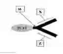 Fig. 09 - Interleukin-15 Compositions and Uses Thereof