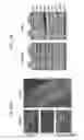Fig. 41 - Polyacetal polymers, conjugates, particles and uses thereof