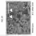 Fig. 49 - Polyacetal polymers, conjugates, particles and uses thereof