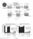 Fig. 04 - In vivo radical-mediated polymerization for targeted delivery of trophic factors