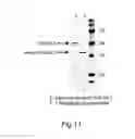 Fig. 06 - Human alpha-N-acetylgalactosaminidase polypeptide
