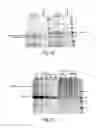 Fig. 08 - Human alpha-N-acetylgalactosaminidase polypeptide