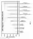 Fig. 08 - Compositions and methods for expression of multiple biologically active polypeptides from a single vector for treatment of cardiac conditions and other pathologies