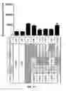 Fig. 13 - Compositions and methods for expression of multiple biologically active polypeptides from a single vector for treatment of cardiac conditions and other pathologies