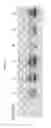 Fig. 29 - Compositions and methods for treating or ameliorating neuroinflammation, neurodegeneration, neuropathic pain, and migraine