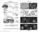 Fig. 02 - Patch graft compositions for cell engraftment