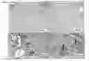 Fig. 22 - Patch graft compositions for cell engraftment