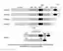 Fig. 01 - Methods and compositions for reducing the immunogenicity of chimeric notch receptors