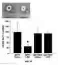 Fig. 06 - Compositions and methods for treating opioid tolerance