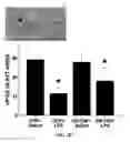 Fig. 08 - Compositions and methods for treating opioid tolerance