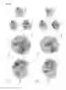 Fig. 09 - Single chain fusionconstructs comprising multimeric antibody fragments fused to collagen trimerization domains