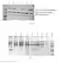 Fig. 02 - Heterodimer molecule based on CH3 domain, and preparation method and use thereof