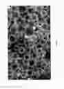 Fig. 03 - Directional drilling and capsule flooding process for recovering hydrocarbons