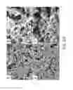 Fig. 28 - SLIPS SURFACE BASED ON METAL-CONTANING COMPOUND