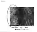 Fig. 07 - Nanofiber structure for cell culture, method for manufacturing the nanofiber structure, and cell analysis device including the nanofiber structure