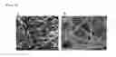 Fig. 09 - Nanofiber structure for cell culture, method for manufacturing the nanofiber structure, and cell analysis device including the nanofiber structure