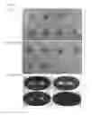 Fig. 02 - Methods of using strains for protecting animals from pathogenic bacterial infection
