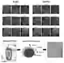 Fig. 01 - Human T cell derived from T cell-derived induced pluripotent stem cell and methods of making and using