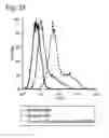 Fig. 06 - A renal cell line with stable transporter expression