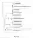 Fig. 02 - Virus purification