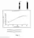 Fig. 02 - Bacterial hyaluronidase and process for its production