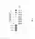 Fig. 06 - Method for performing multiple enzyme reactions in a single tube