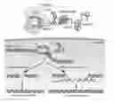Fig. 01 - Modified guide RNAs, CRISPR-ribonucleotprotein complexes and methods of use
