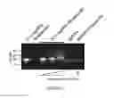 Fig. 04 - Modified guide RNAs, CRISPR-ribonucleotprotein complexes and methods of use